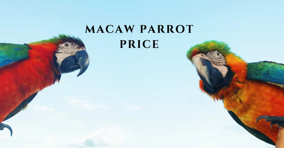 macaw parrot price